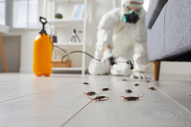 Commercial Kitchen Cockroach Control in Minor